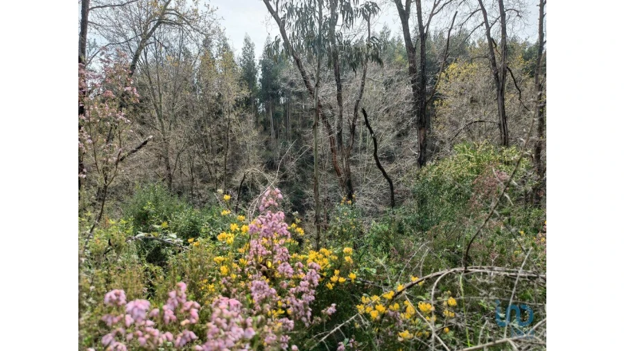Terreno para Venda em Graça Foto 2