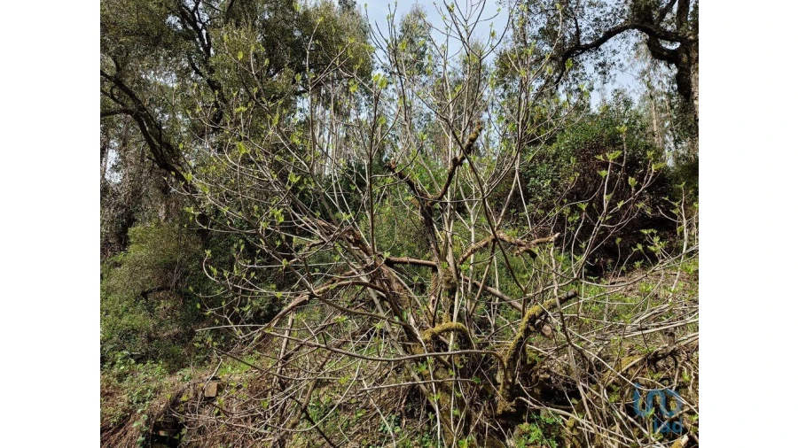 Terreno para Venda em Graça Foto 15
