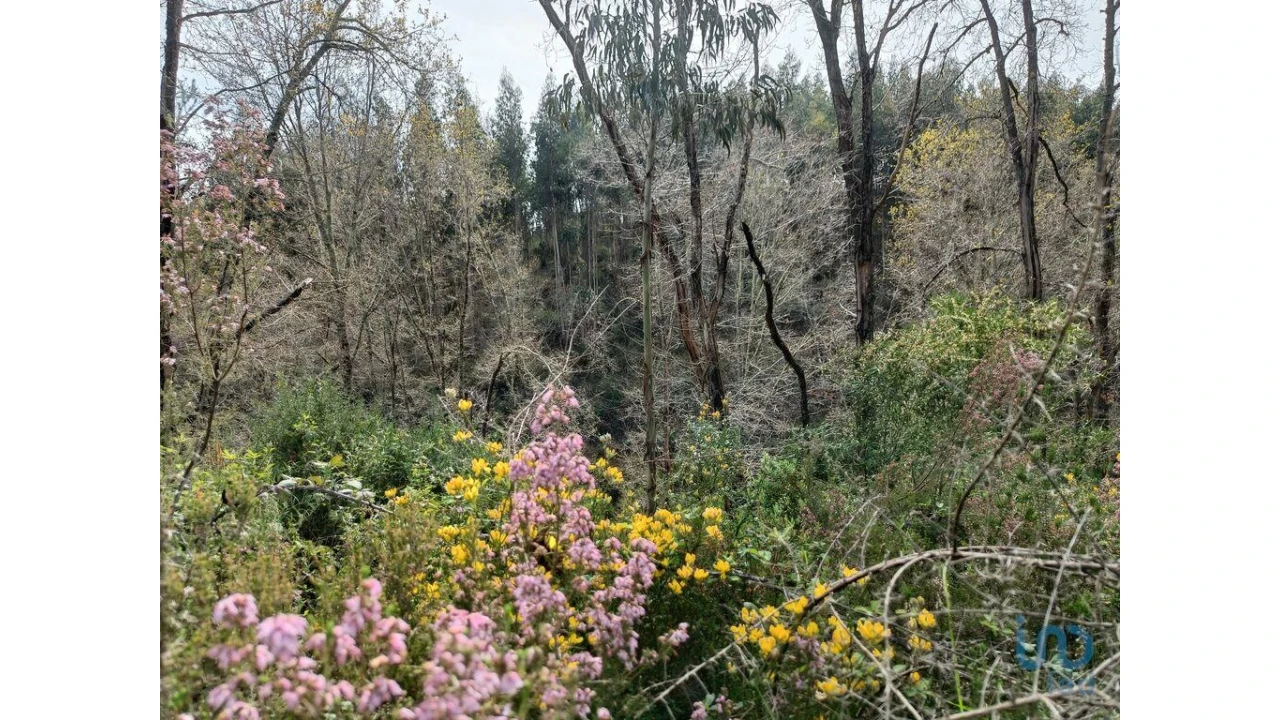 Terreno para Venda em Graça Foto 2