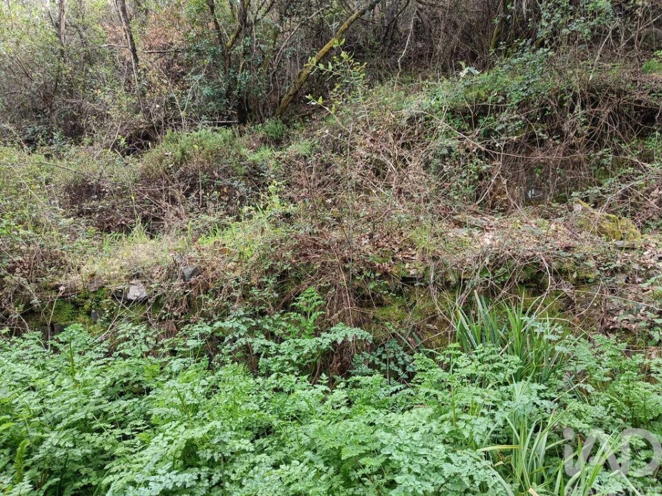 Terreno para Venda em Graça Foto 16