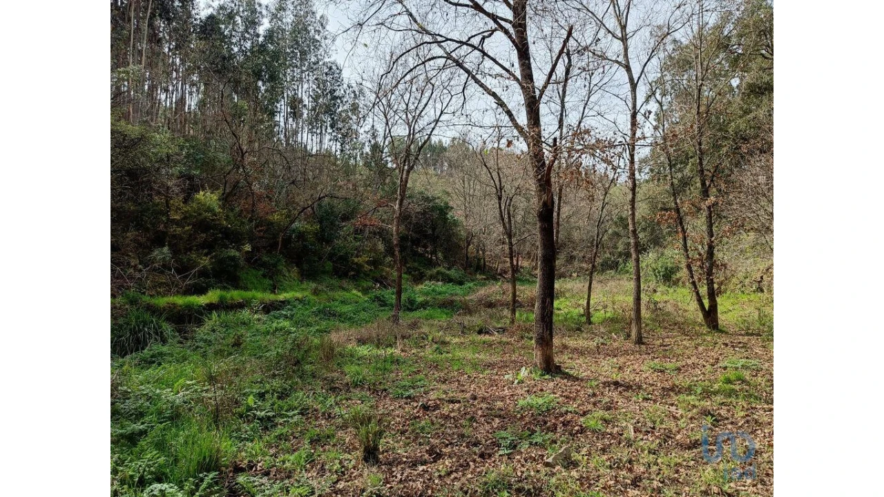 Terreno para Venda em Graça Foto 13