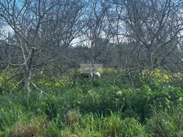 Terreno para Venda em Mexilhoeira Grande