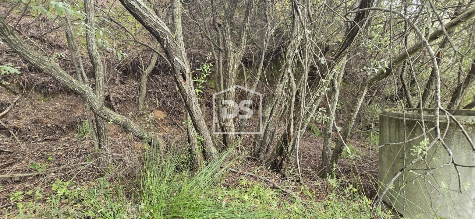 Terreno Agricola ou Rústico para Venda em Maçainhas Foto 8