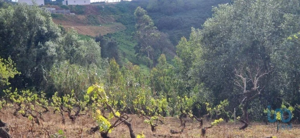 Terreno para Venda em Mafra