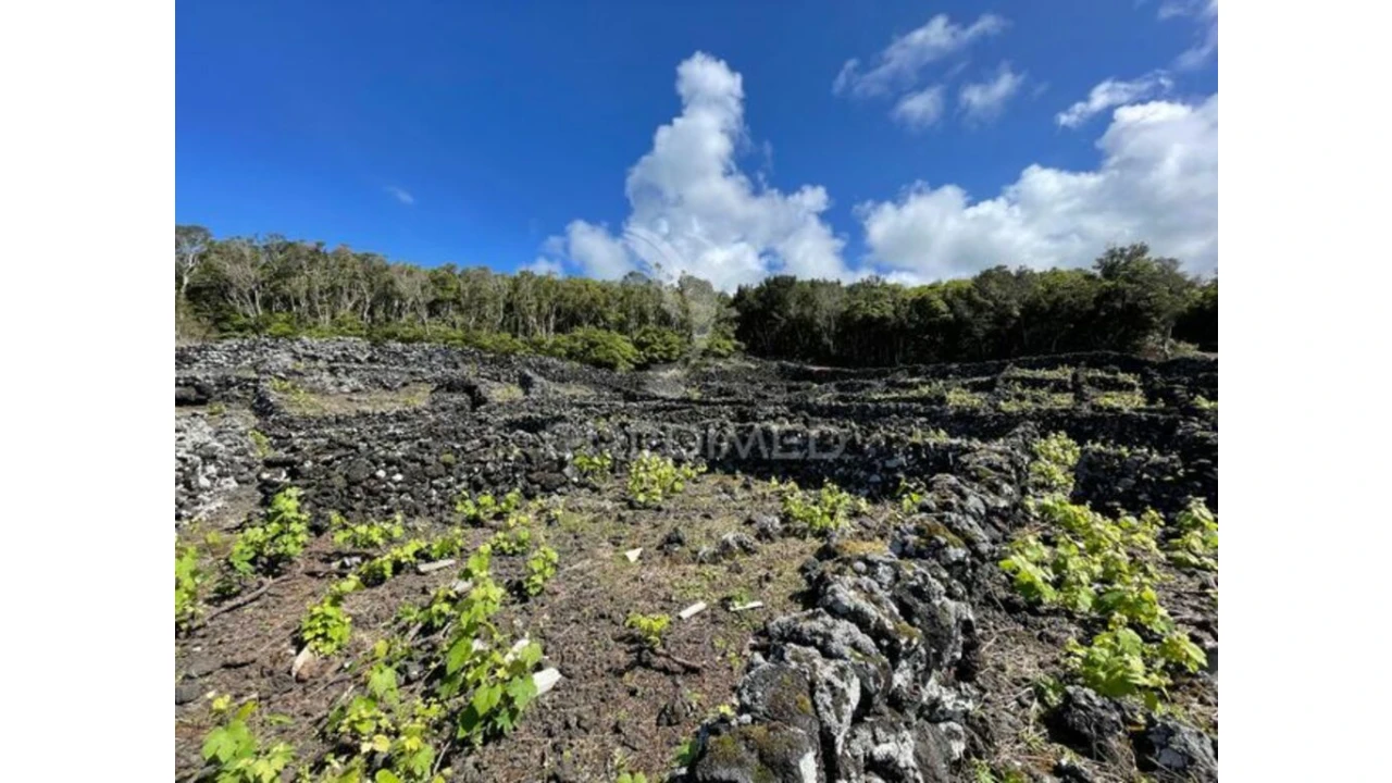 Terreno para Venda em Candelaria Foto 8