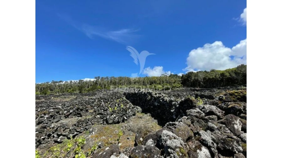 Terreno para Venda em Candelaria Foto 11