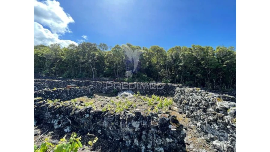 Terreno para Venda em Candelaria Foto 4