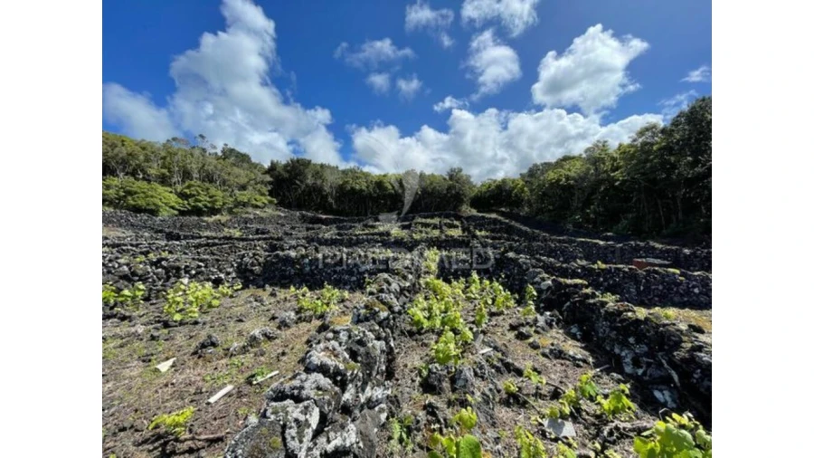 Terreno para Venda em Candelaria Foto 10