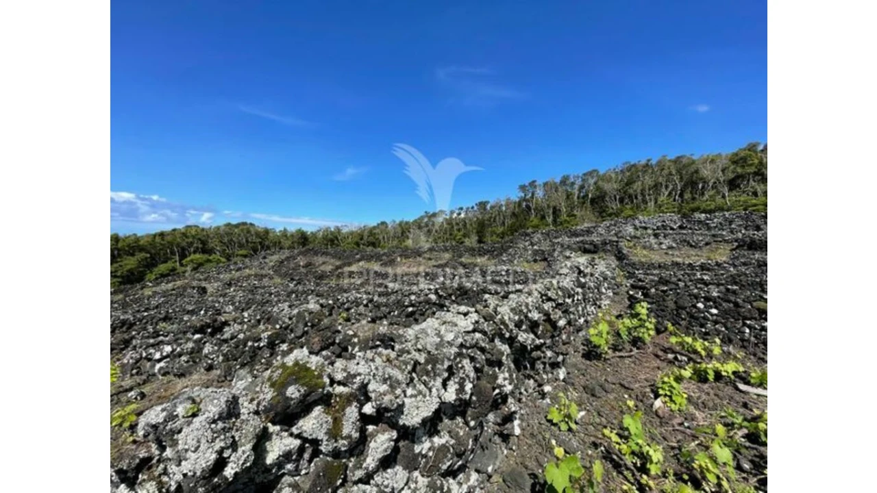 Terreno para Venda em Candelaria Foto 3