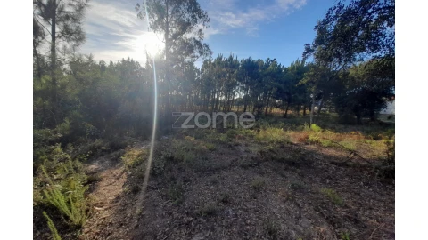 Terreno para Venda em Monte Redondo e Carreira