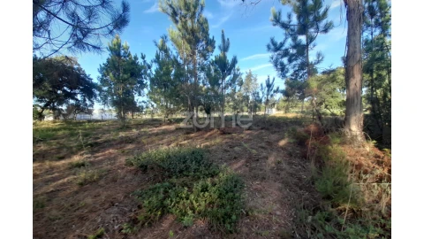 Terreno para Venda em Monte Redondo e Carreira