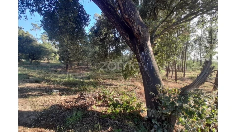 Terreno para Venda em Monte Redondo e Carreira