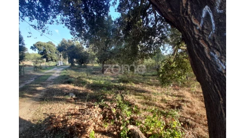 Terreno para Venda em Monte Redondo e Carreira