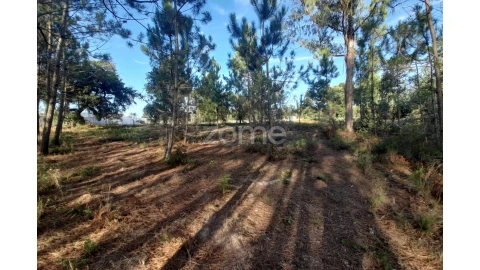 Terreno para Venda em Monte Redondo e Carreira