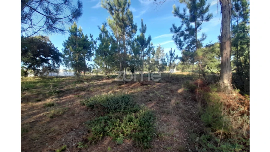 Terreno para Venda em Monte Redondo e Carreira Foto 13