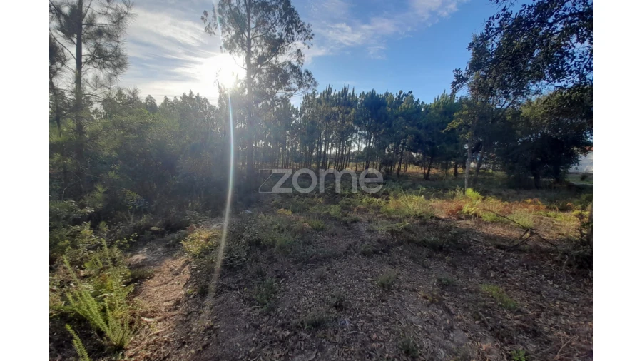 Terreno para Venda em Monte Redondo e Carreira Foto 15