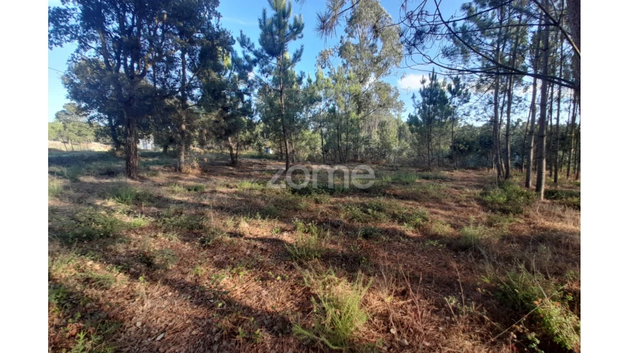 Terreno para Venda em Monte Redondo e Carreira Foto 4