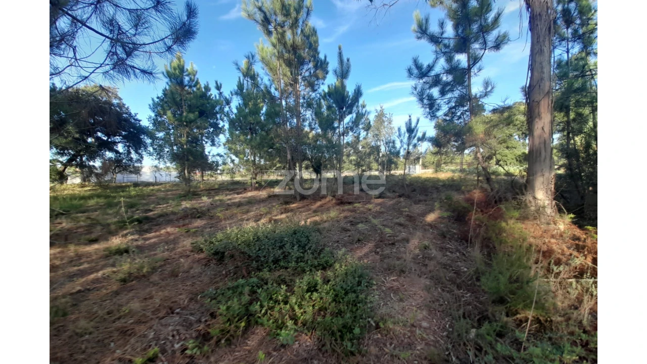 Terreno para Venda em Monte Redondo e Carreira Foto 13