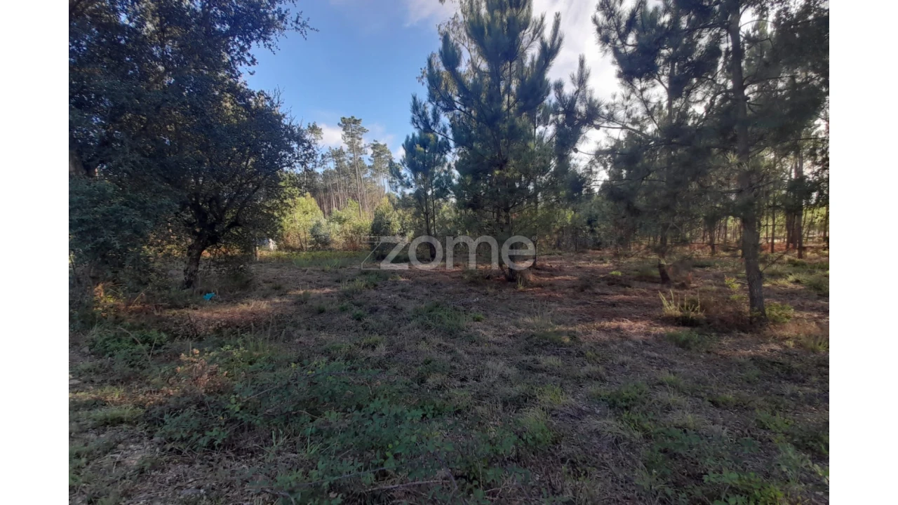 Terreno para Venda em Monte Redondo e Carreira Foto 23