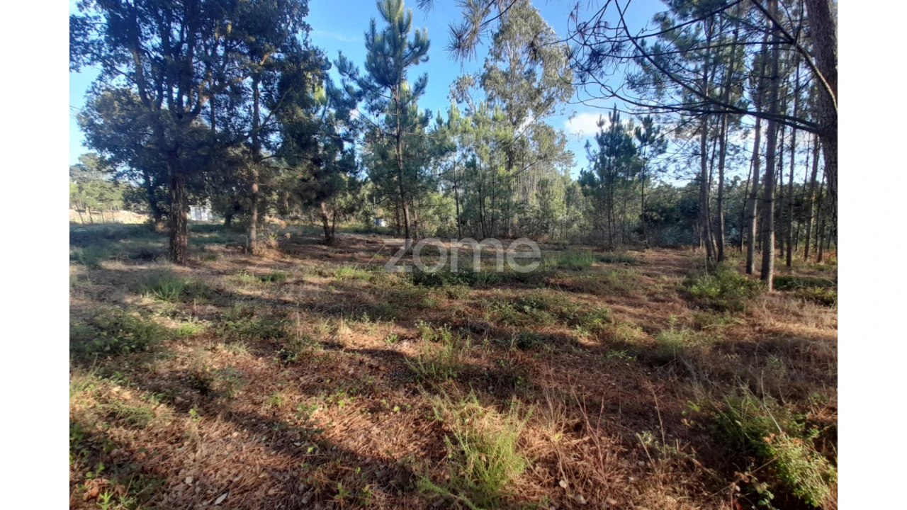 Terreno para Venda em Monte Redondo e Carreira Foto 5