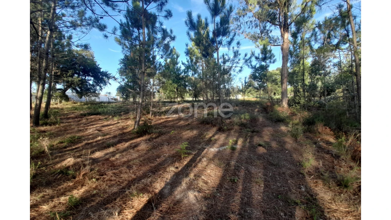 Terreno para Venda em Monte Redondo e Carreira Foto 8