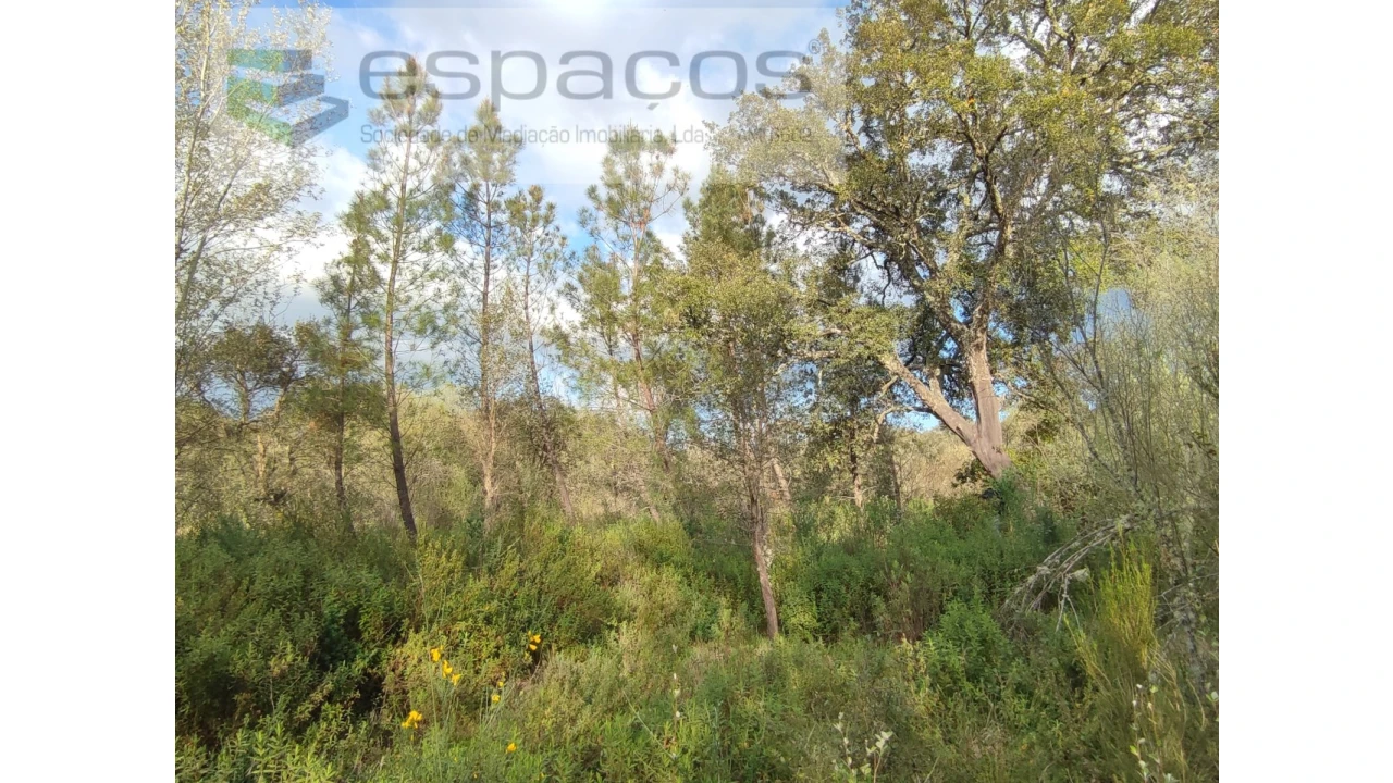 Terreno Agricola ou Rústico para Venda em Sarzedas Foto 6