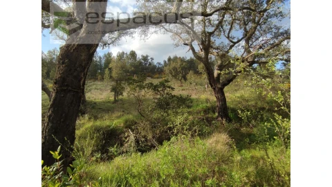 Terreno Agricola ou Rústico para Venda em Sarzedas