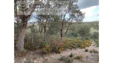 Terreno Agricola ou Rústico para Venda em Sarzedas