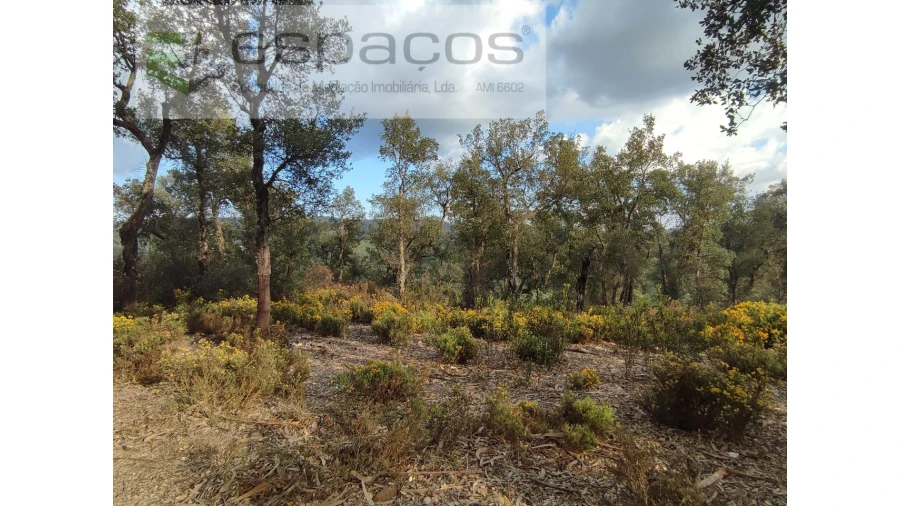 Terreno Agricola ou Rústico para Venda em Sarzedas Foto 3