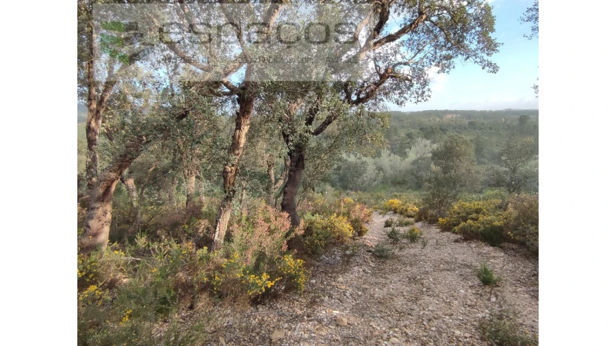 Terreno Agricola ou Rústico para Venda em Sarzedas Foto 4