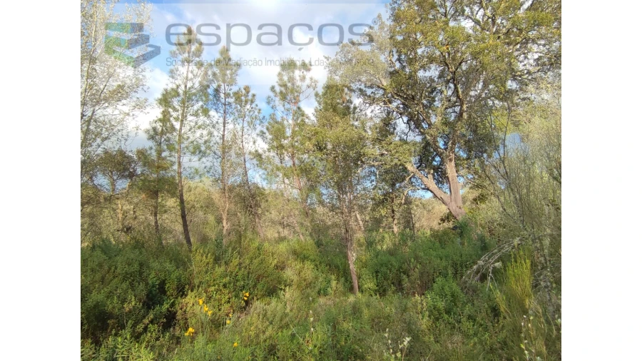 Terreno Agricola ou Rústico para Venda em Sarzedas Foto 6