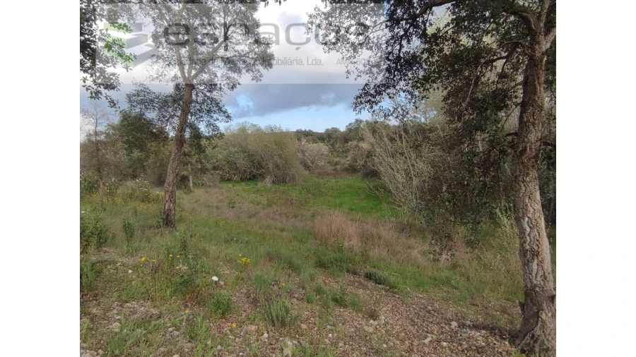 Terreno Agricola ou Rústico para Venda em Sarzedas Foto 10