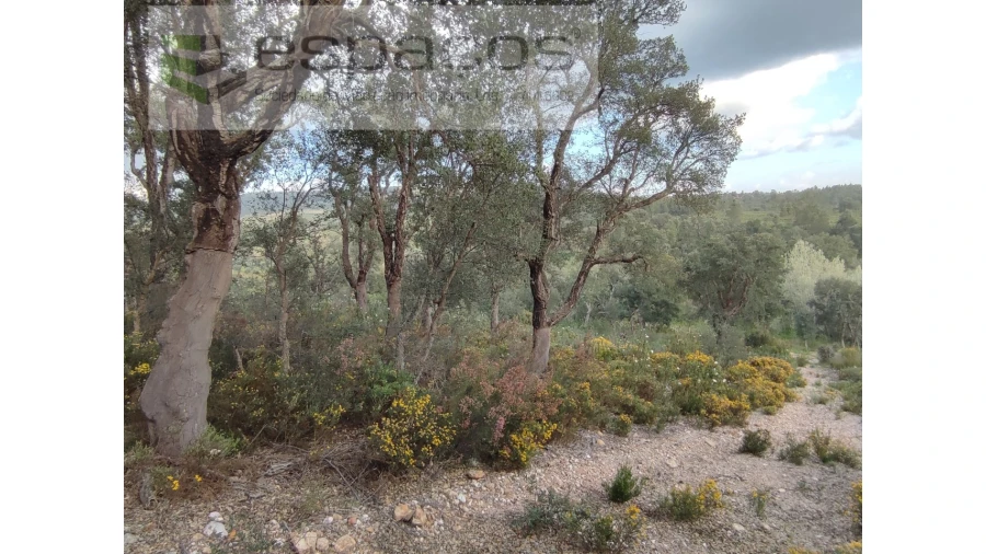 Terreno Agricola ou Rústico para Venda em Sarzedas Foto 11