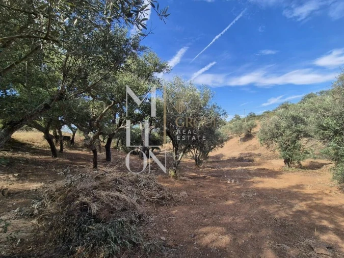 Moradia T1 para Venda em Terena (São Pedro) Foto 11