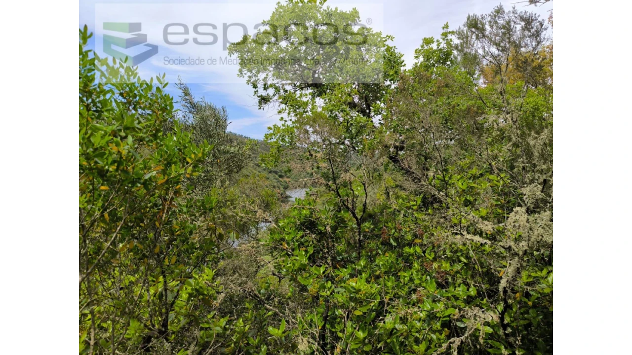 Terreno Agricola ou Rústico para Venda em Castelo Branco Foto 2