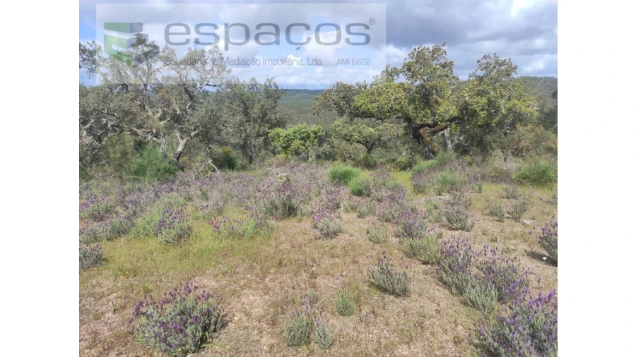 Terreno Agricola ou Rústico para Venda em Castelo Branco Foto 27