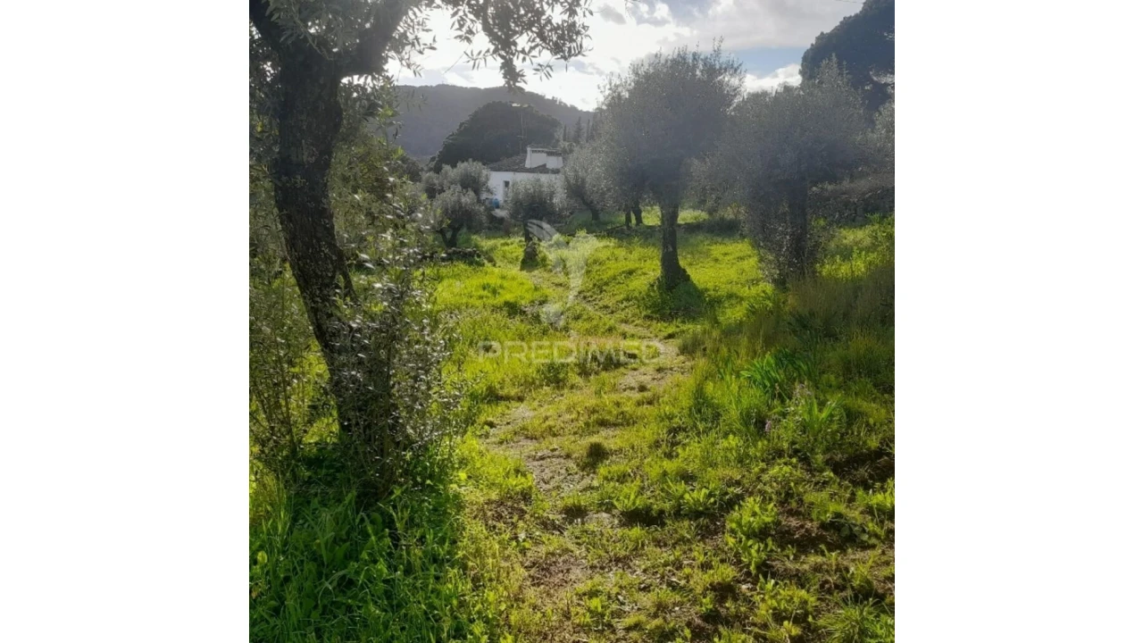 Quinta T3 para Venda em Ribeira de Nisa e Carreiras Foto 6