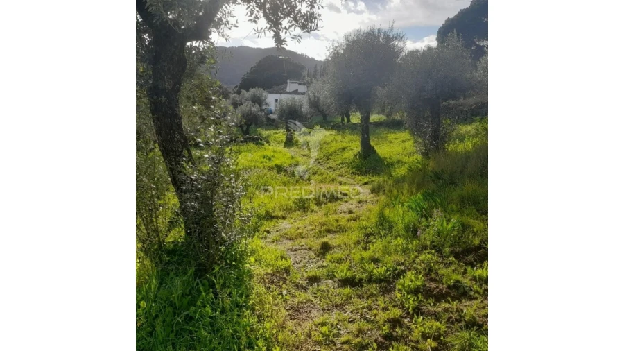 Quinta T3 para Venda em Ribeira de Nisa e Carreiras Foto 6