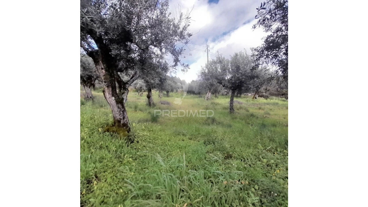 Quinta T3 para Venda em Ribeira de Nisa e Carreiras Foto 3