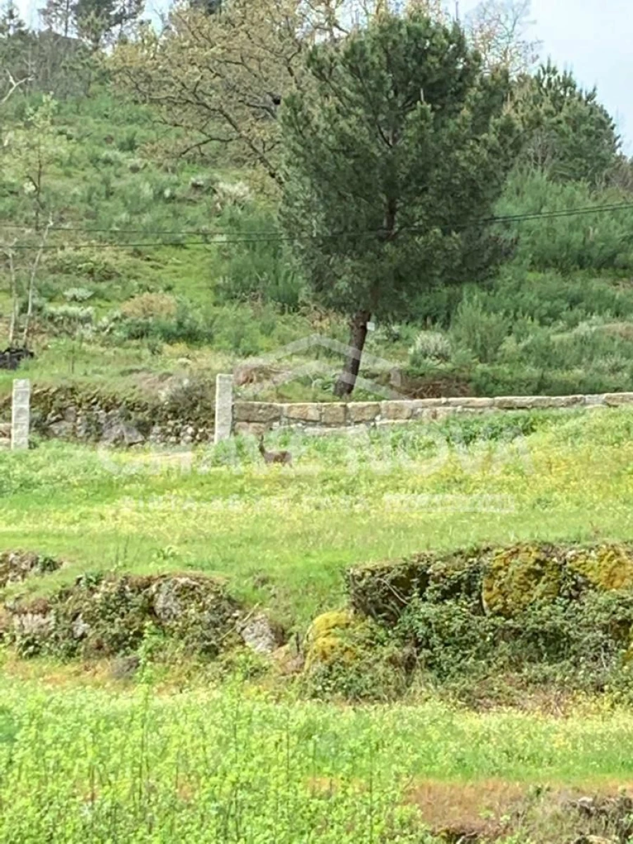 Quinta T2 para Venda em Figueiró da Serra e Freixo da Serra Foto 24