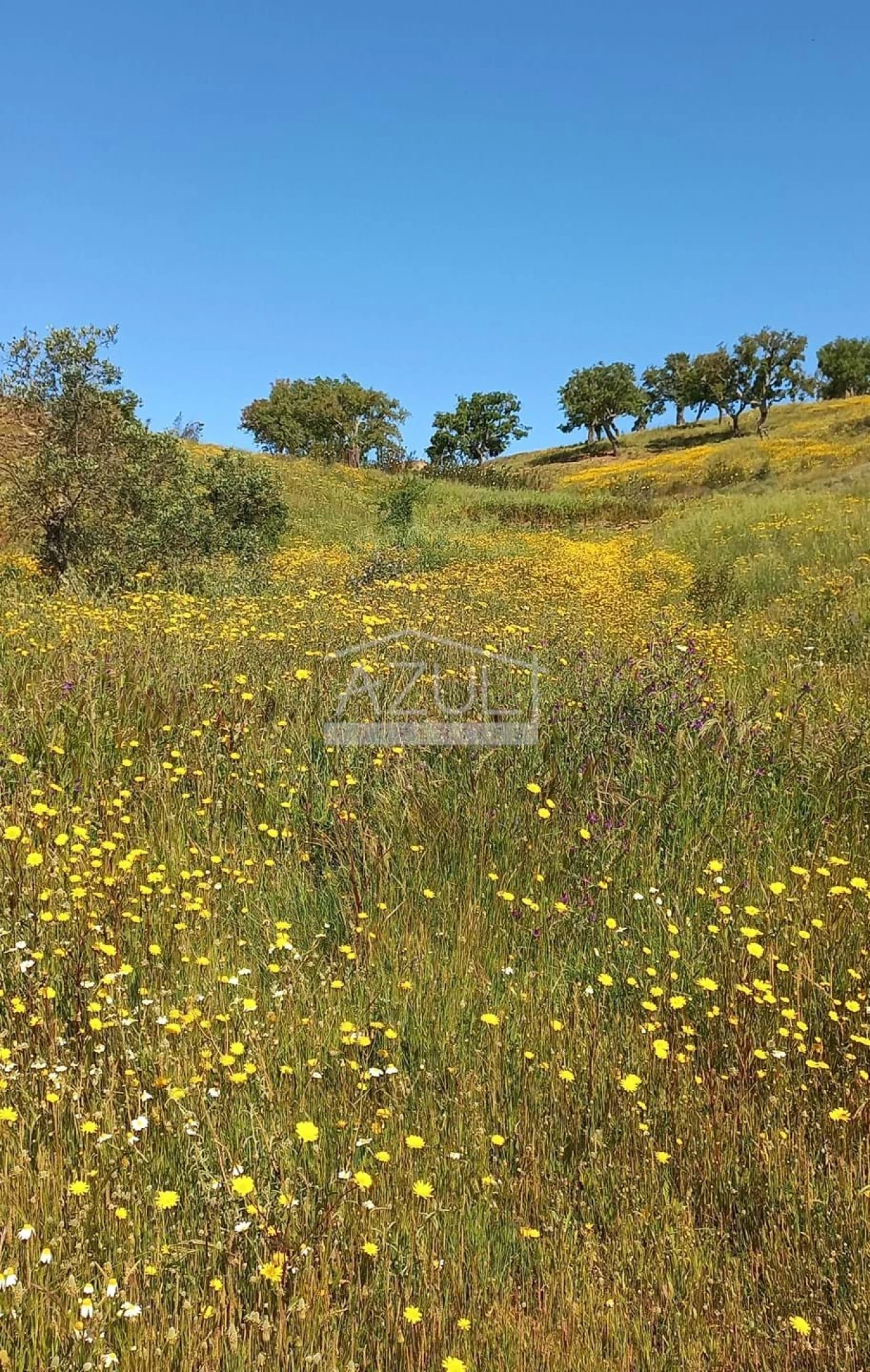 Terreno para Venda em Salir Foto 4