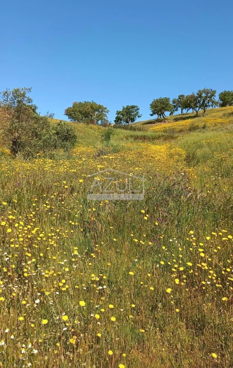 Terreno para Venda em Salir