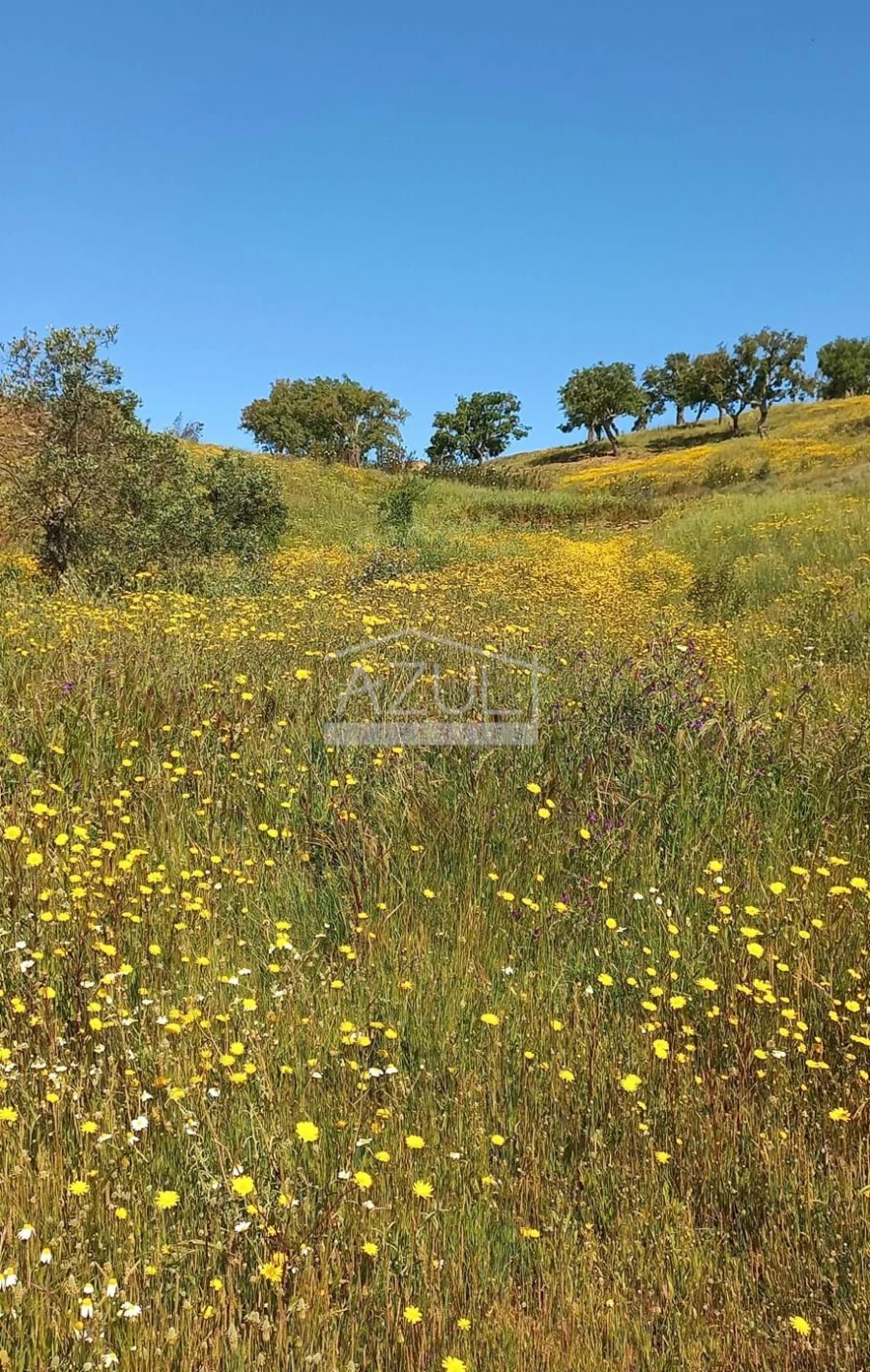 Terreno para Venda em Salir Foto 4