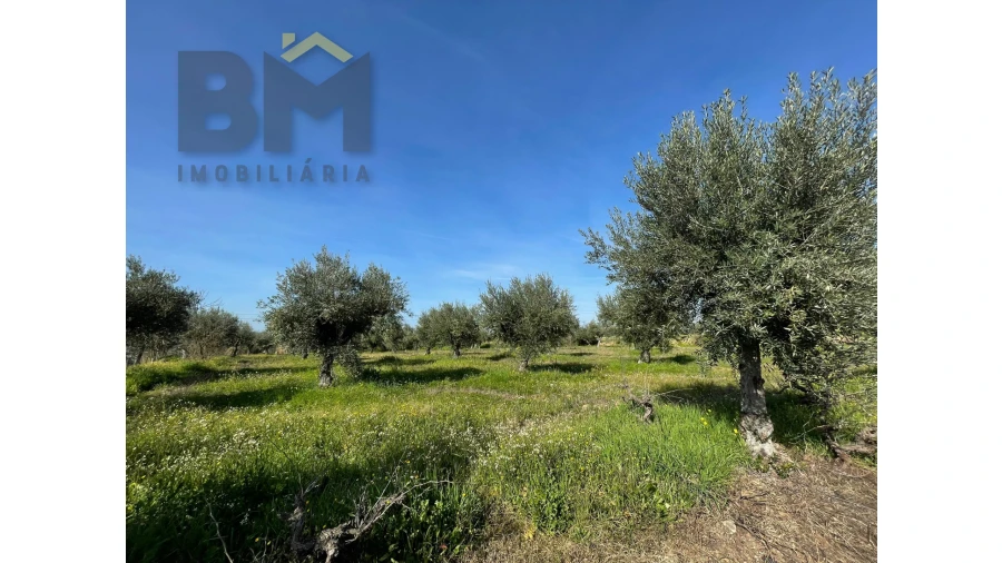 Terreno Agricola ou Rústico para Venda em Ladoeiro Foto 10