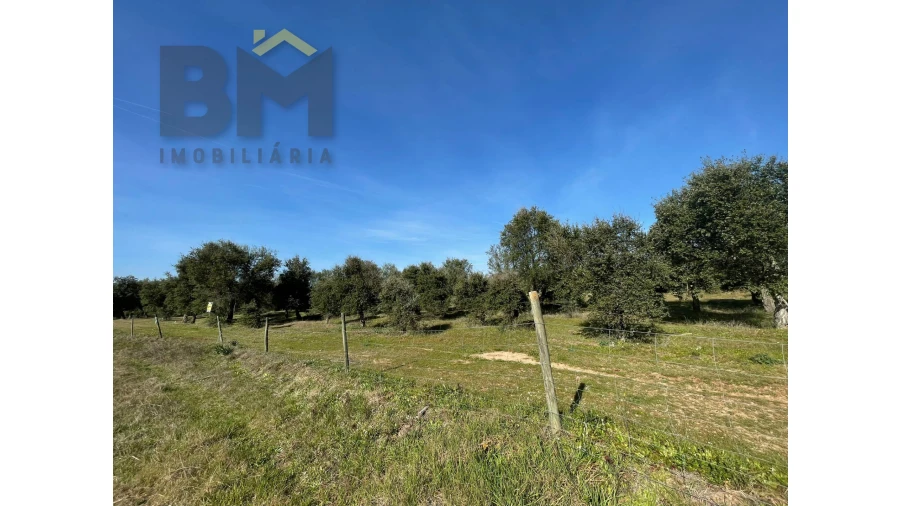 Terreno Agricola ou Rústico para Venda em Ladoeiro Foto 7