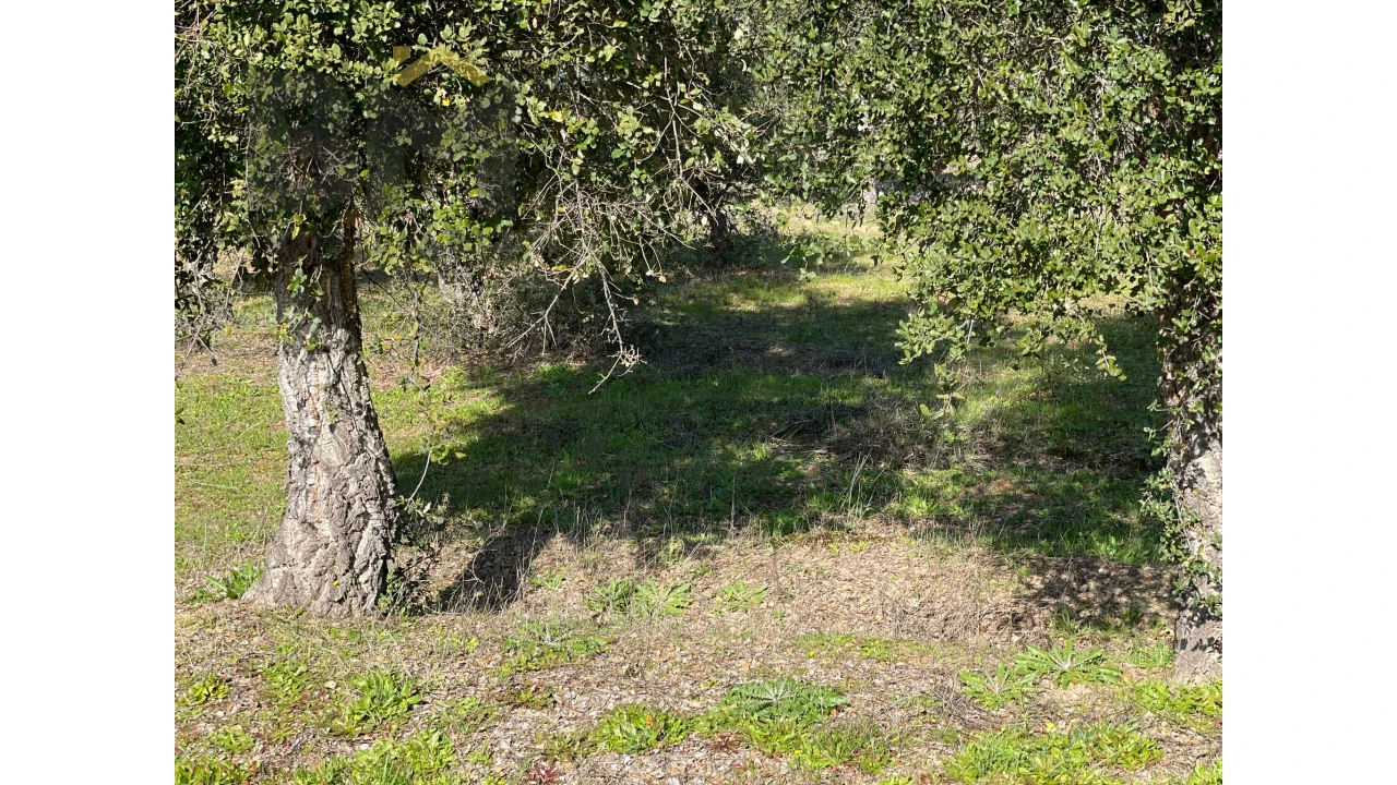 Terreno Agricola ou Rústico para Venda em Ladoeiro Foto 1