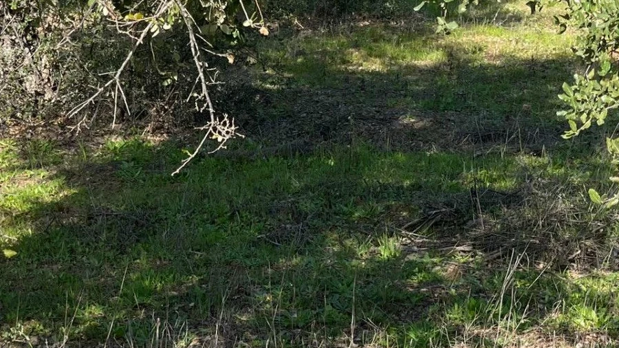 Terreno Agricola ou Rústico para Venda em Ladoeiro