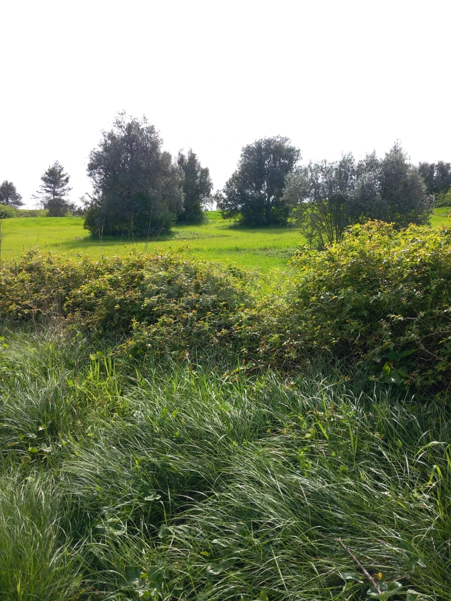 Terreno para Venda em Olaia e Paço
