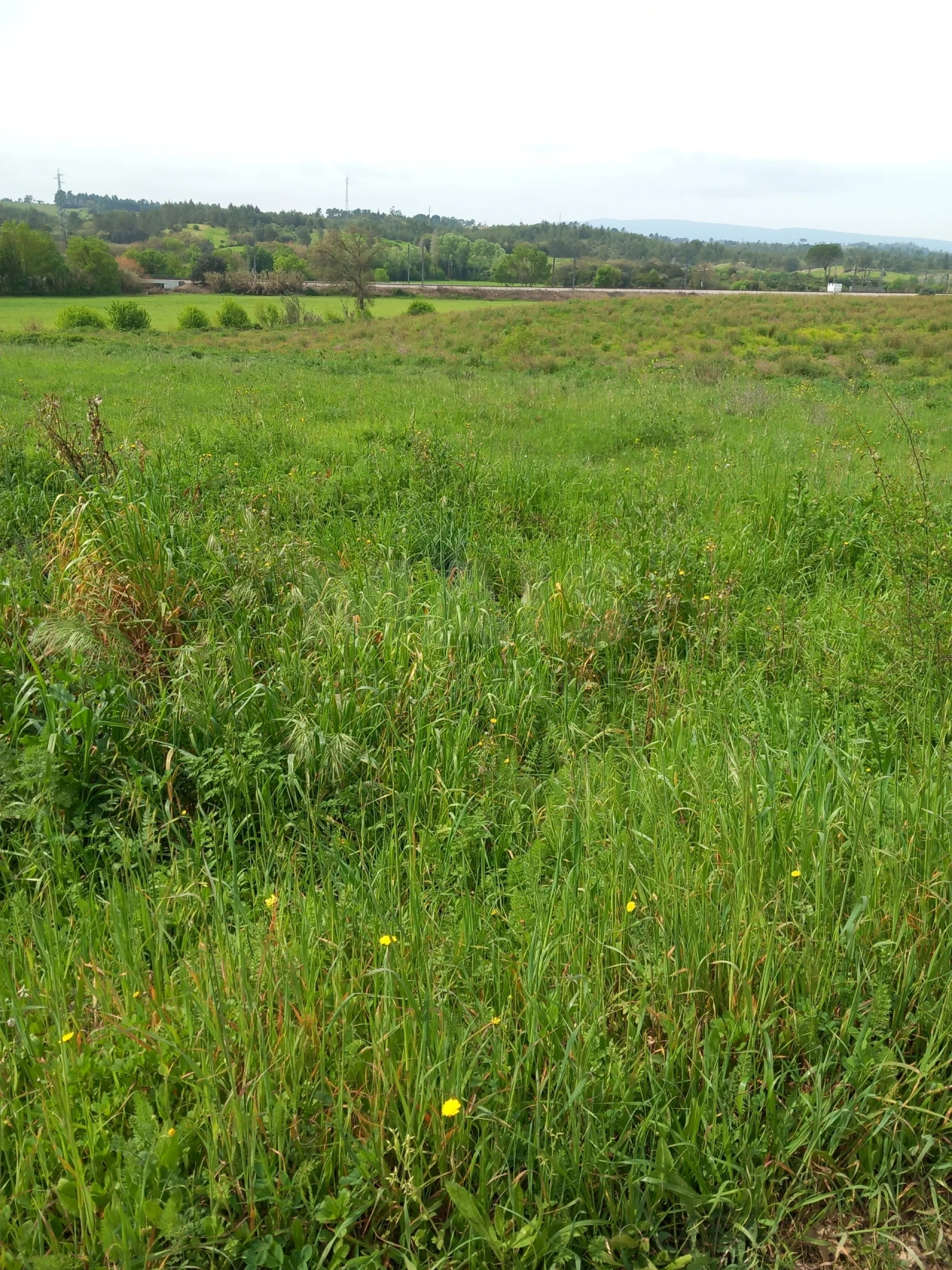 Terreno para Venda em Paialvo Foto 2