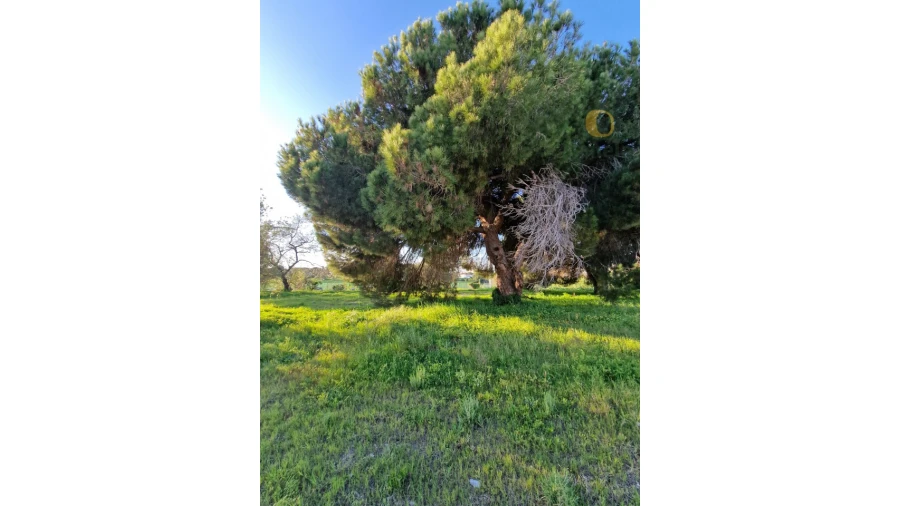 Terreno para Venda em Montenegro Foto 6
